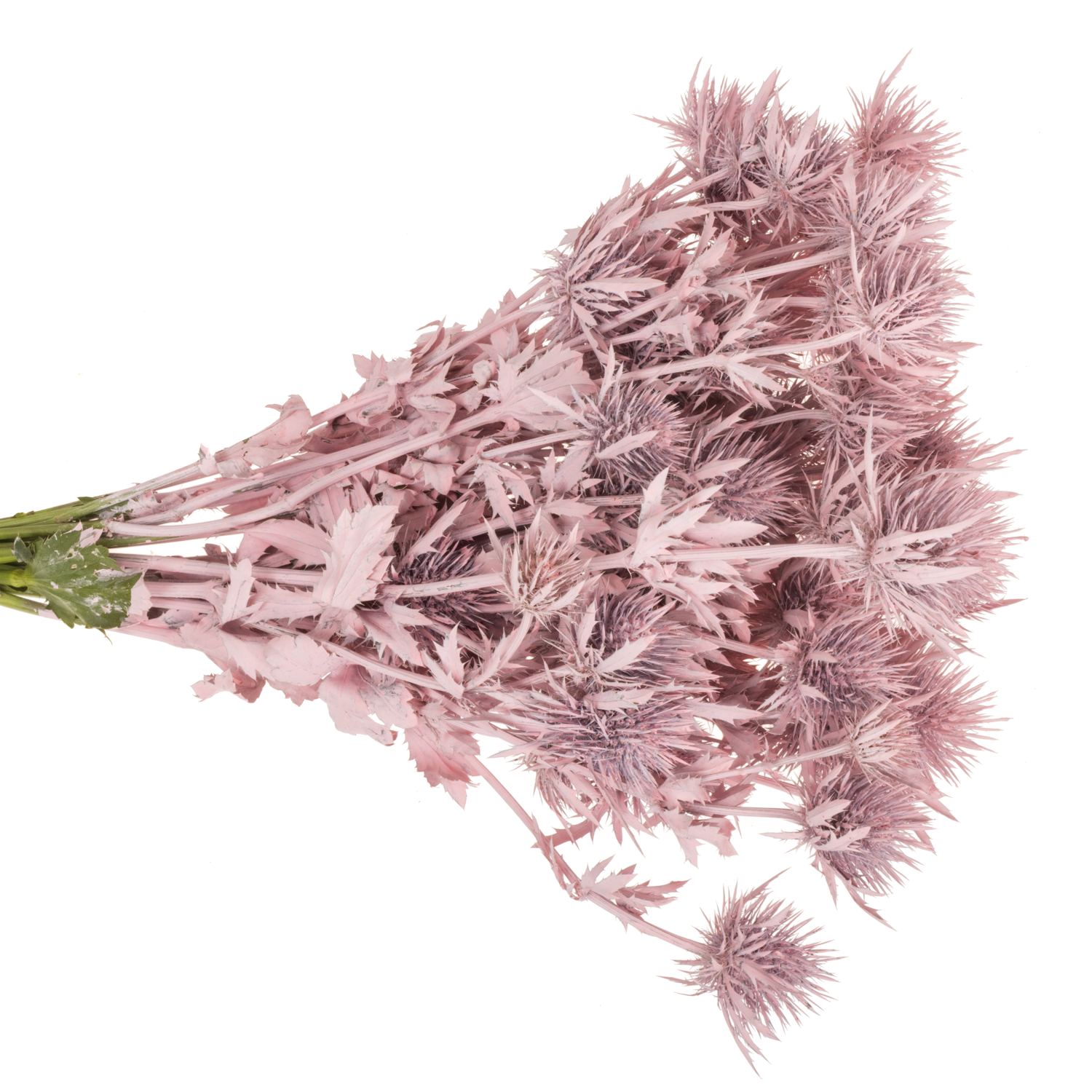 Distel hell rosa Magnetar Questar gefärbt 40cm