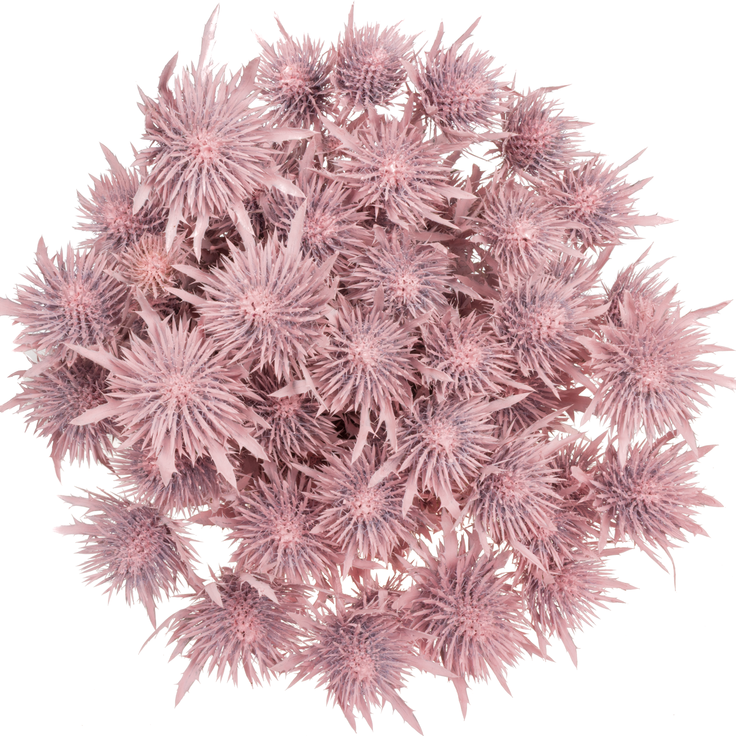 Distel hell rosa Magnetar Questar gefärbt 40cm