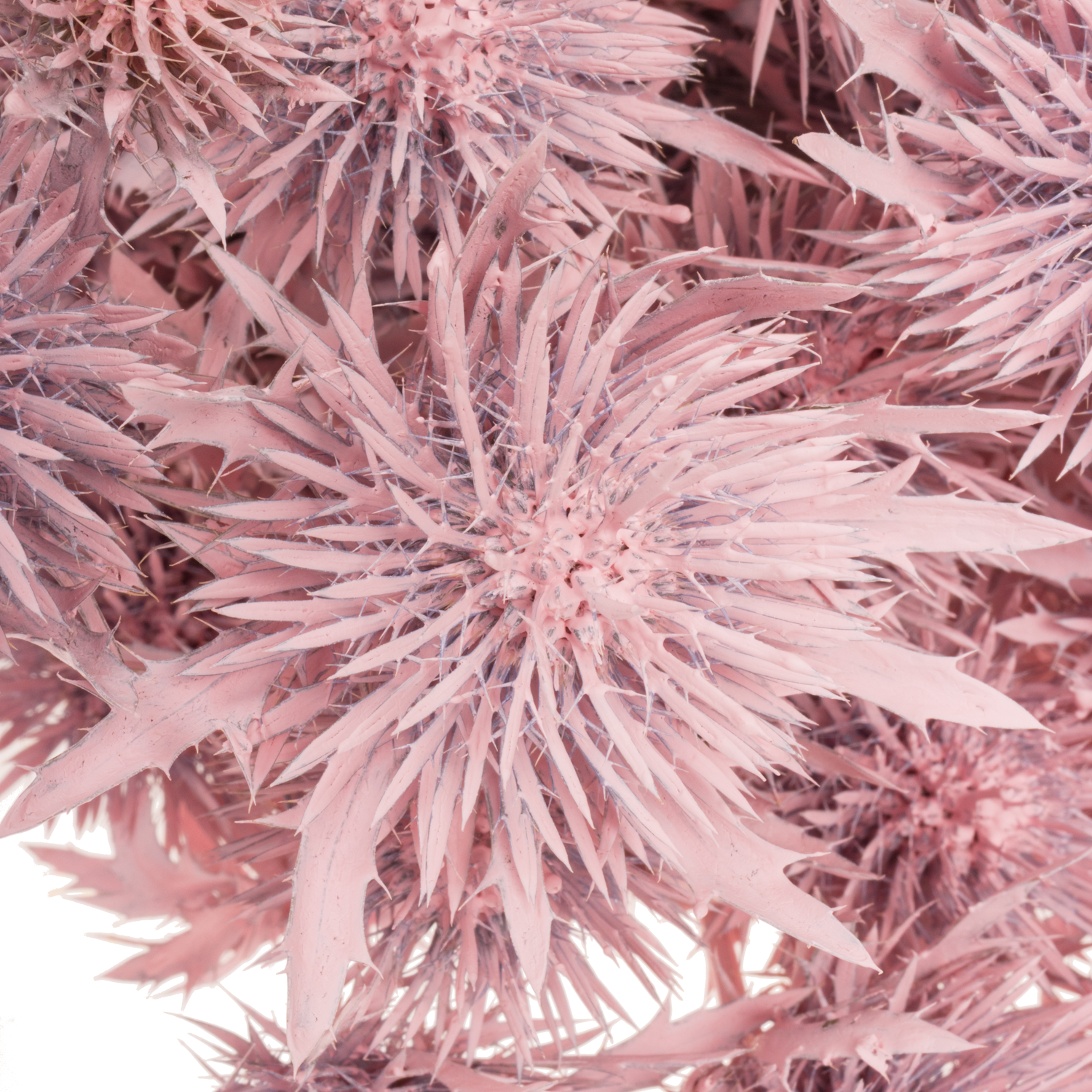 Distel hell rosa Magnetar Questar gefärbt 40cm