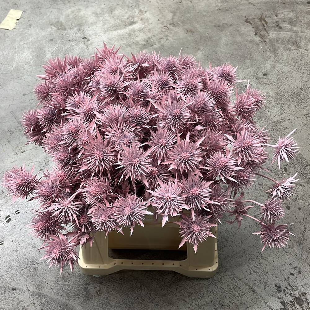 Distel hell rosa Magnetar Questar gefärbt 40cm