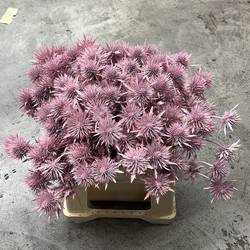 Distel hell rosa Magnetar Questar gefärbt 40cm