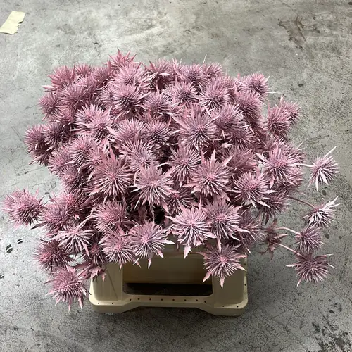 Distel hell rosa Magnetar Questar gefärbt 40cm