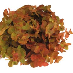 Populus herbst Cinerea 50cm 150Gramm