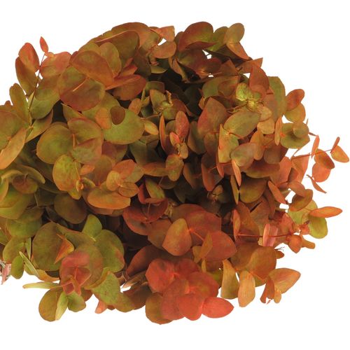 Populus herbst Cinerea 50cm 150Gramm