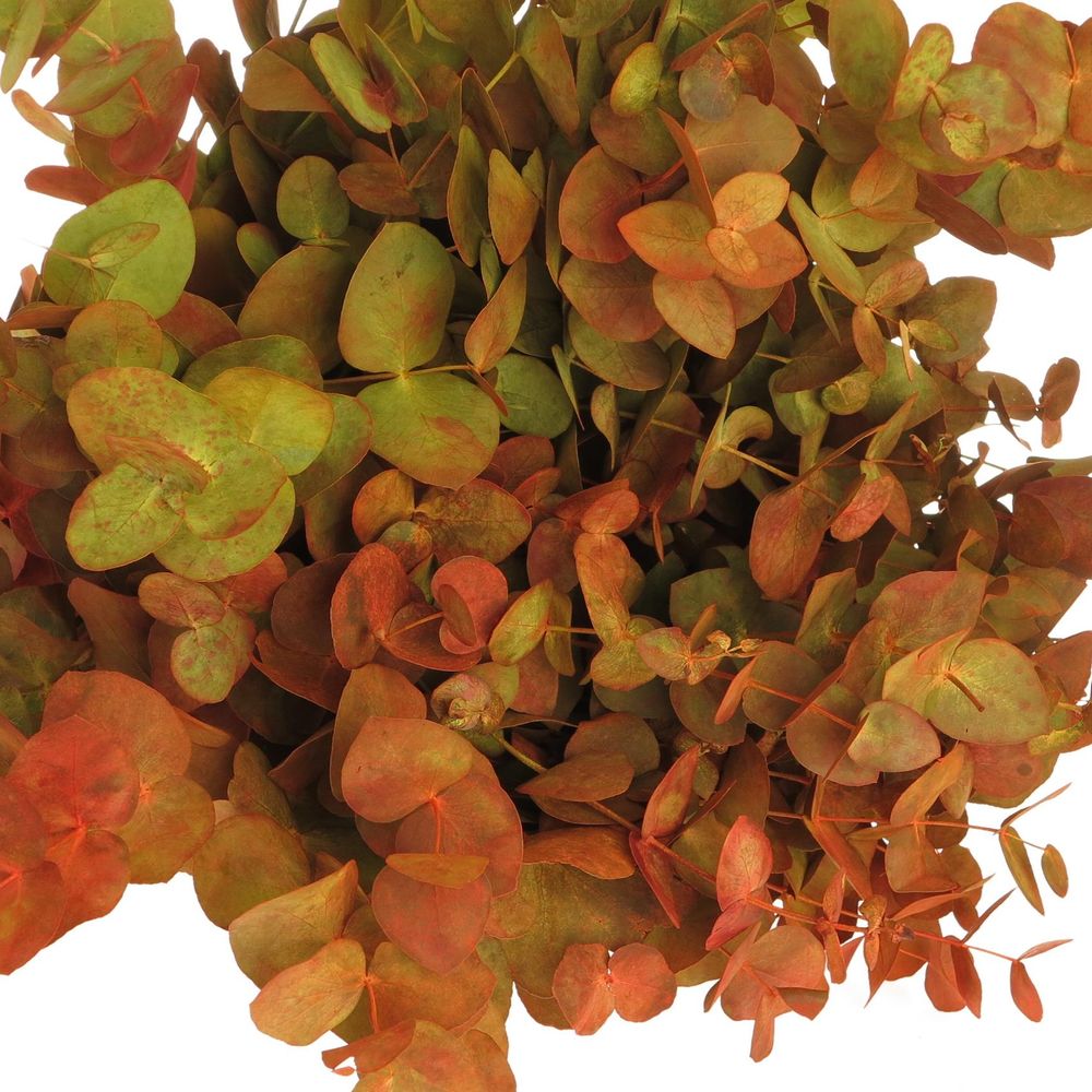 Populus herbst Cinerea 50cm 150Gramm