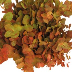 Populus herbst Cinerea 50cm 150Gramm