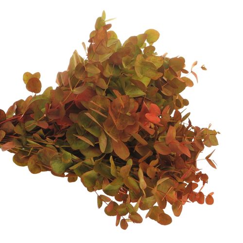 Populus herbst Cinerea 50cm 150Gramm