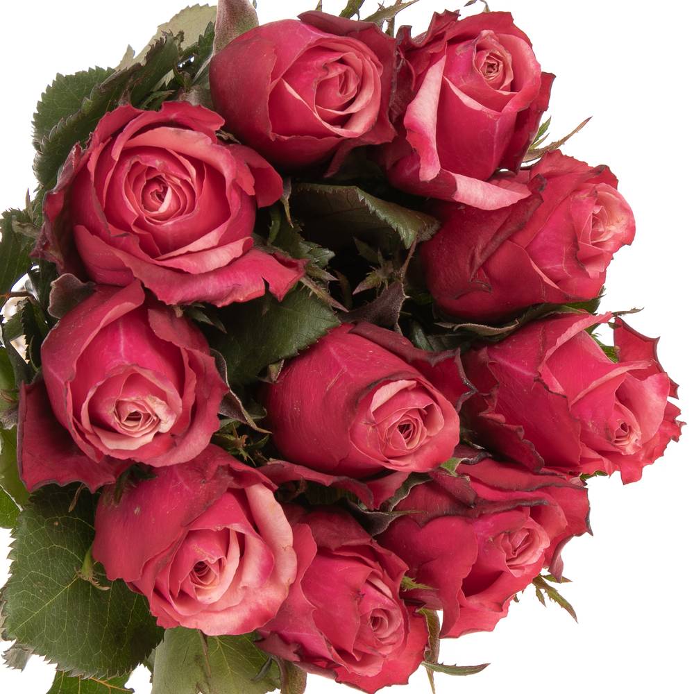 Rose rosa Pompidou 40cm