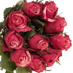 Rose rosa Pompidou 40cm