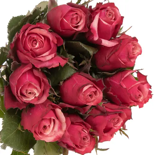 Rose rosa Pompidou 40cm