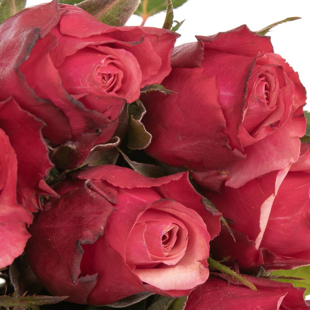 Rose rosa Pompidou 40cm