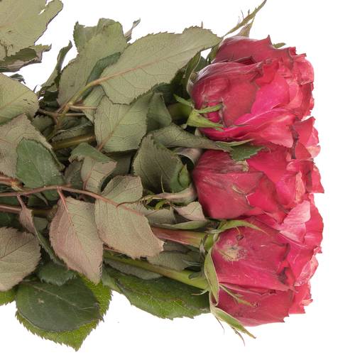 Rose rosa Pompidou 40cm