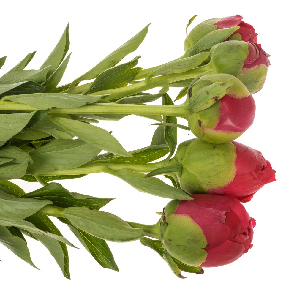 Pfingstrose rot Performance 60cm Molenaar