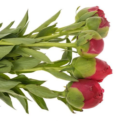 Pfingstrose rot Performance 60cm Molenaar