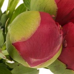 Pfingstrose rot Performance 60cm Molenaar