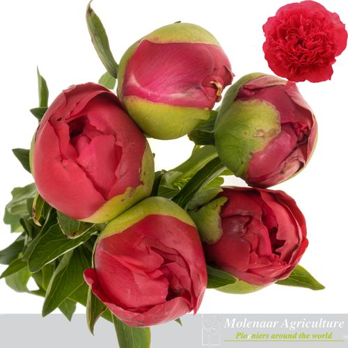 Pfingstrose rot Performance 60cm Molenaar