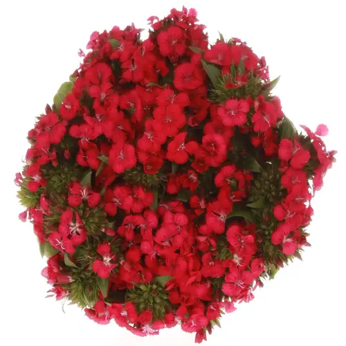 Bartnelke lila Cherry Bündel 40cm