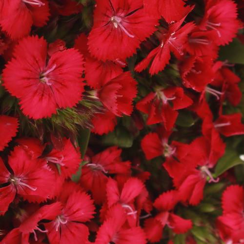 Bartnelke lila Cherry Bündel 40cm