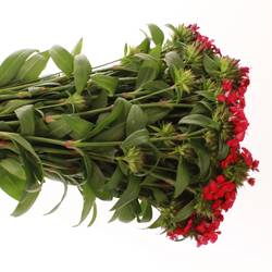 Bartnelke lila Cherry Bündel 40cm