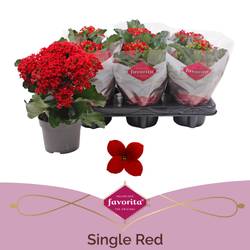 Kalanchoe Einfachbl. rot T10,5 H022