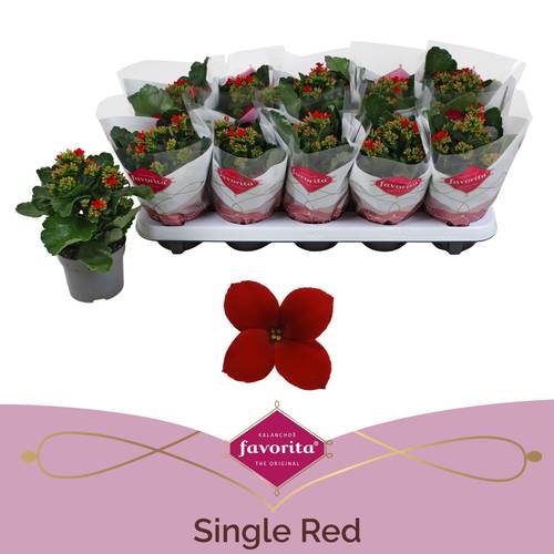 Kalanchoe Einfachbl. rot T10,5 H022