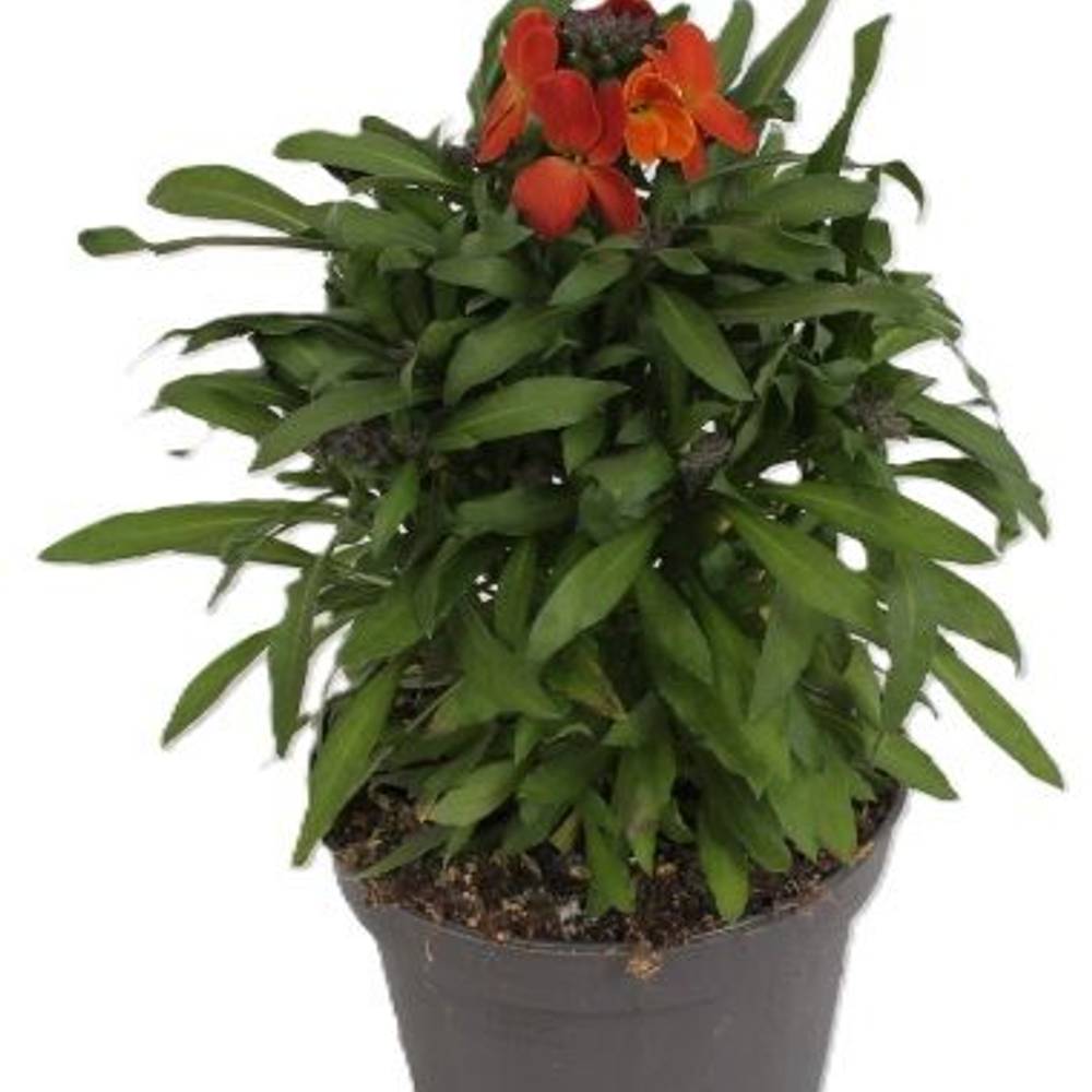 Erysimum orange T13 H025