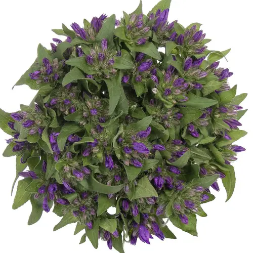 Camp.Kopf blau 40cm