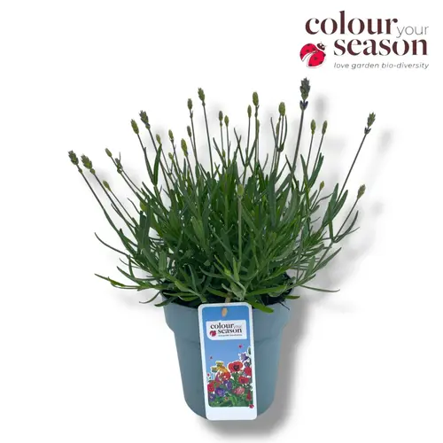 Lavendel Angustifolia violett Essence T15 H030