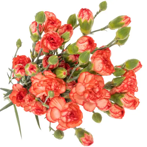 Spraynelke orange Fire Flame 60cm X20