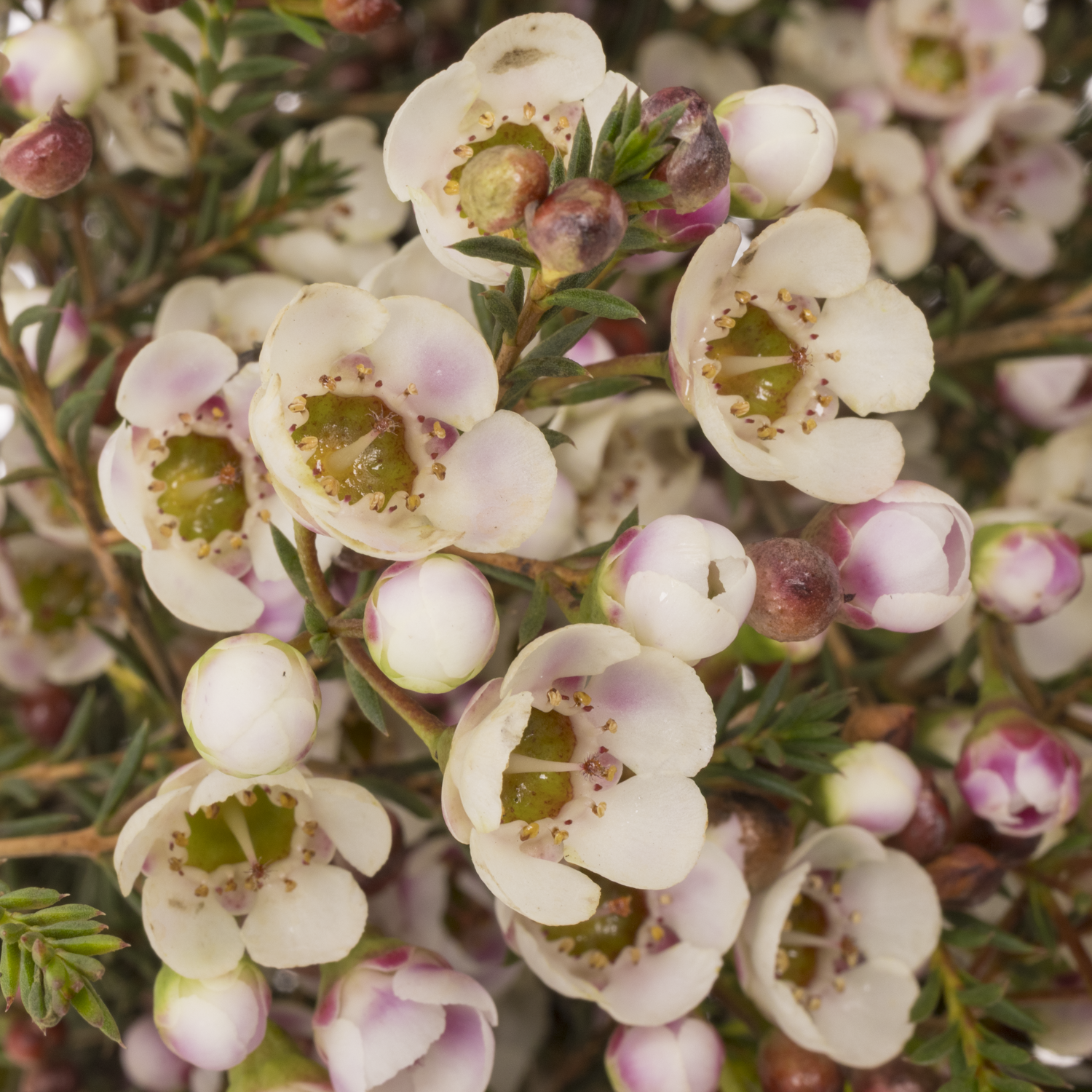 Wachsflower creme Moonlight Delight 55 Gramm 80cm