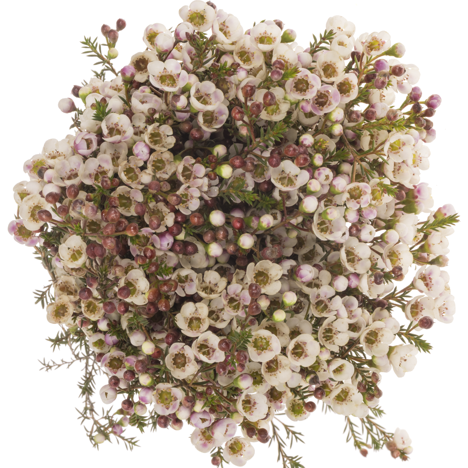 Wachsflower creme Moonlight Delight 55 Gramm 80cm