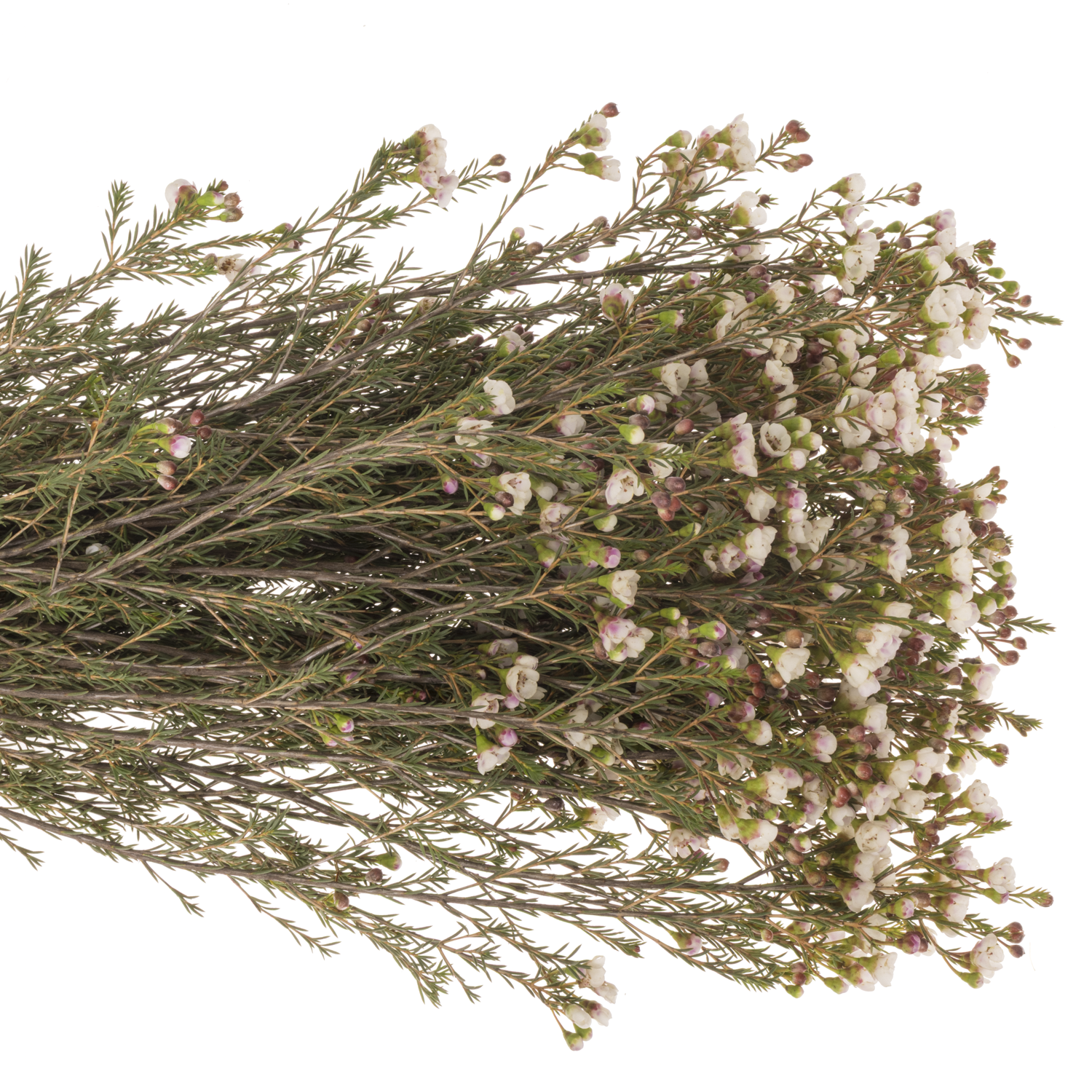 Wachsflower creme Moonlight Delight 55 Gramm 80cm