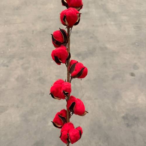 Baumwolle rot L60cm 9bl