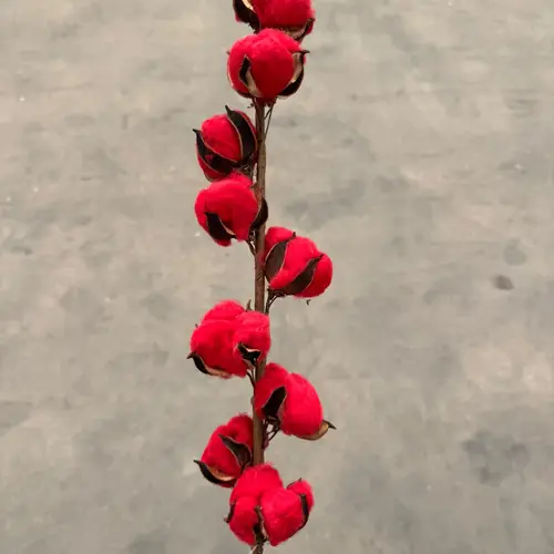 Baumwolle rot L60cm 9bl