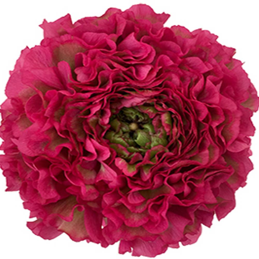 Ranunkel lila Pon Pon Lilly Super 40cm