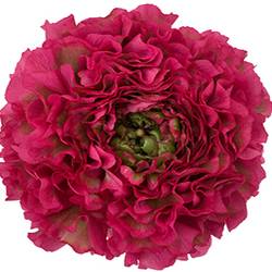 Ranunkel lila Pon Pon Lilly Super 40cm