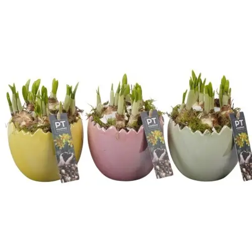 Narzis.Arr mix PTNP4491 Ostern T12 H020