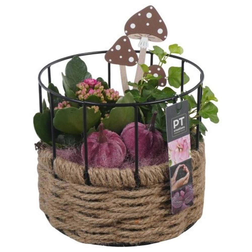 Kal.Arr PTHI5445 Herbst T17 H021