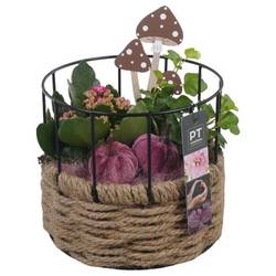 Kal.Arr PTHI5445 Herbst T17 H021