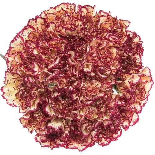 Nelke gelb/lila Viana 70cm