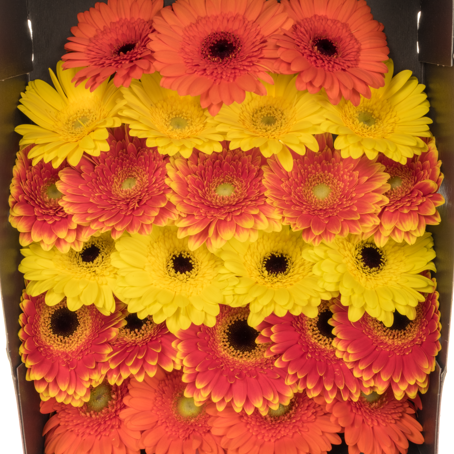Germini gelb/orange Sortierung