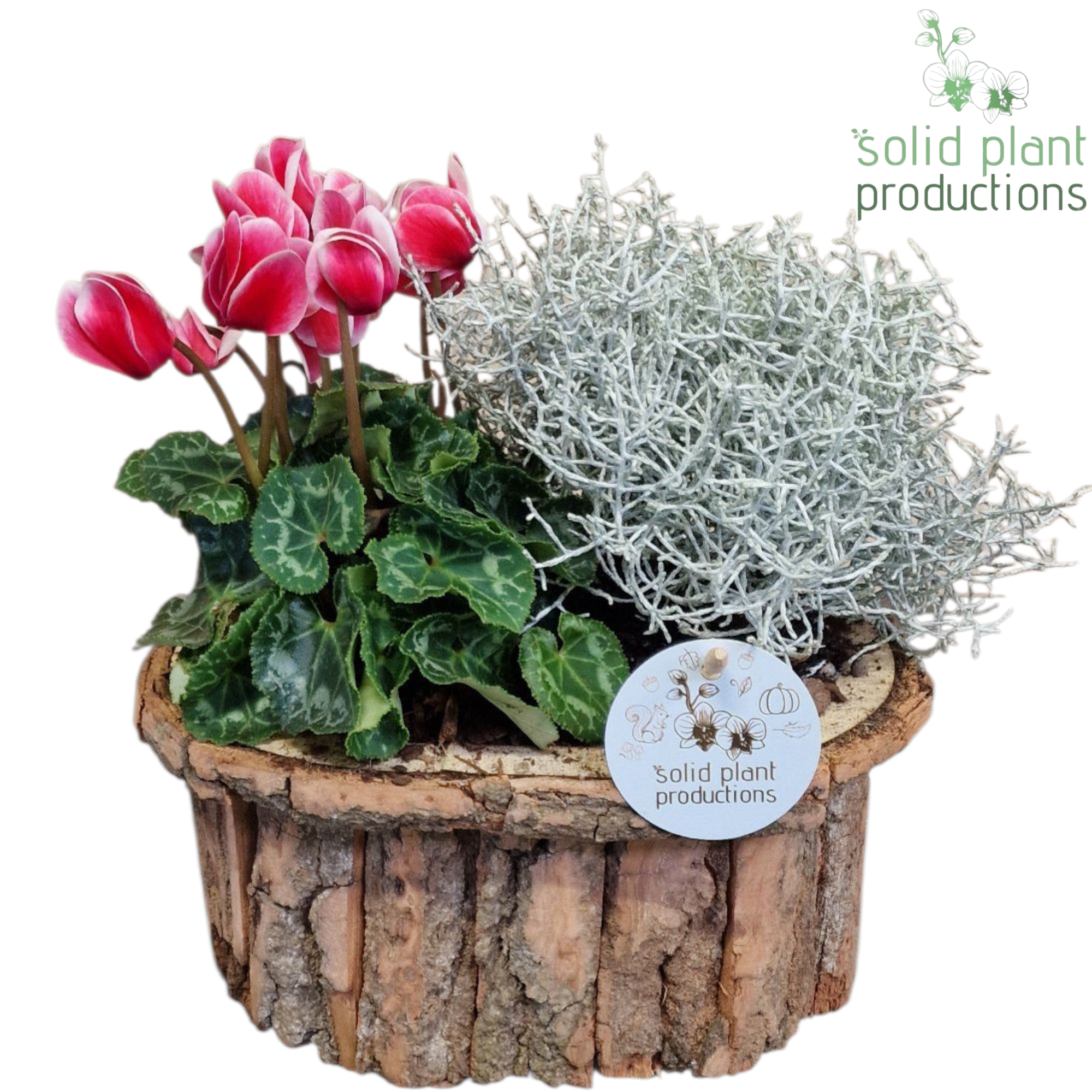 Garten.Arr BOS008BROWN Herbst T22 H035