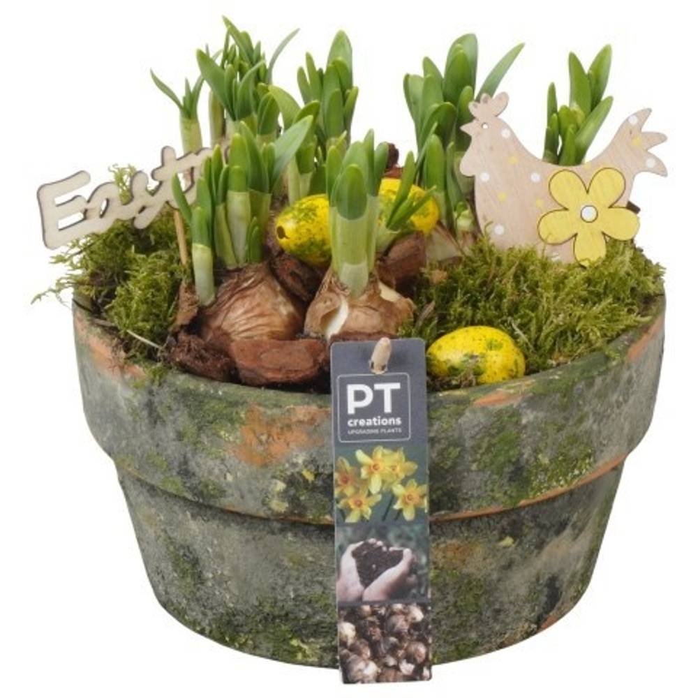 Narzis.Arr PTNP4462 Ostern T21 H018