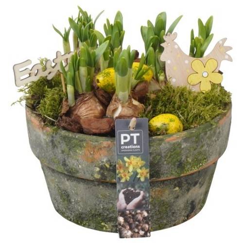 Narzis.Arr PTNP4462 Ostern T21 H018