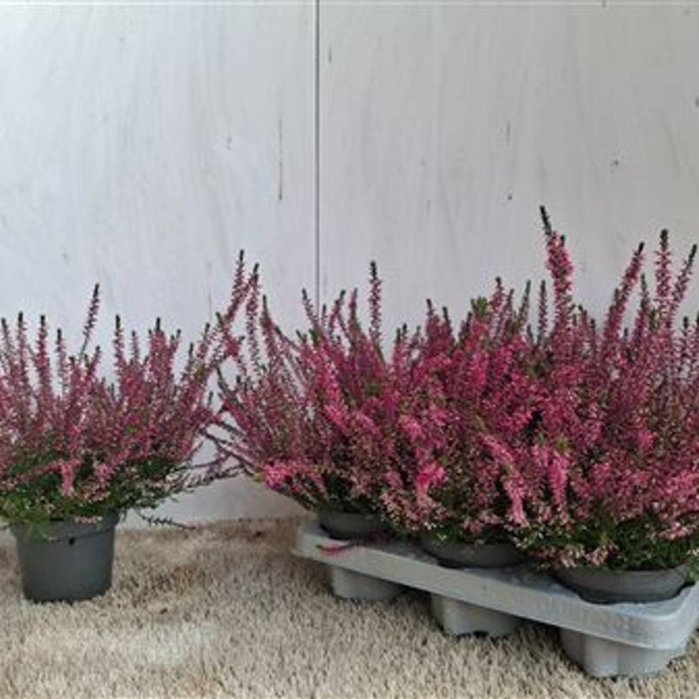 Calluna Marlies Schnapchen Von Uhr T12