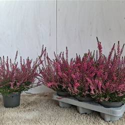Calluna Marlies Schnapch. von Uhr T12