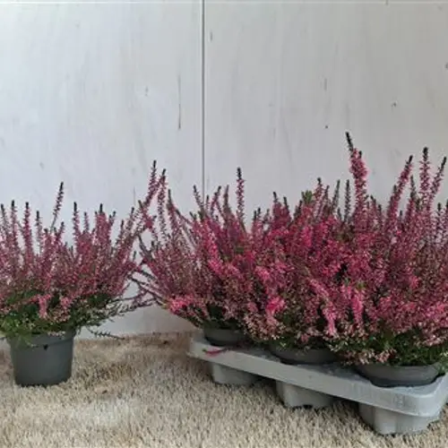 Calluna Marlies Schnapchen Von Uhr T12