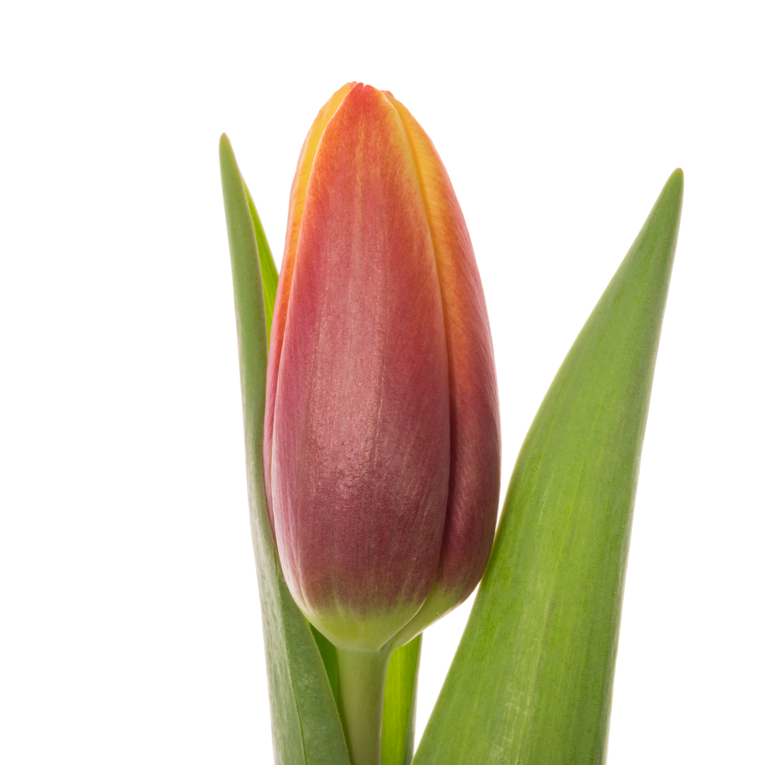 Tulpe rot/gelb Go max 50 Gramm