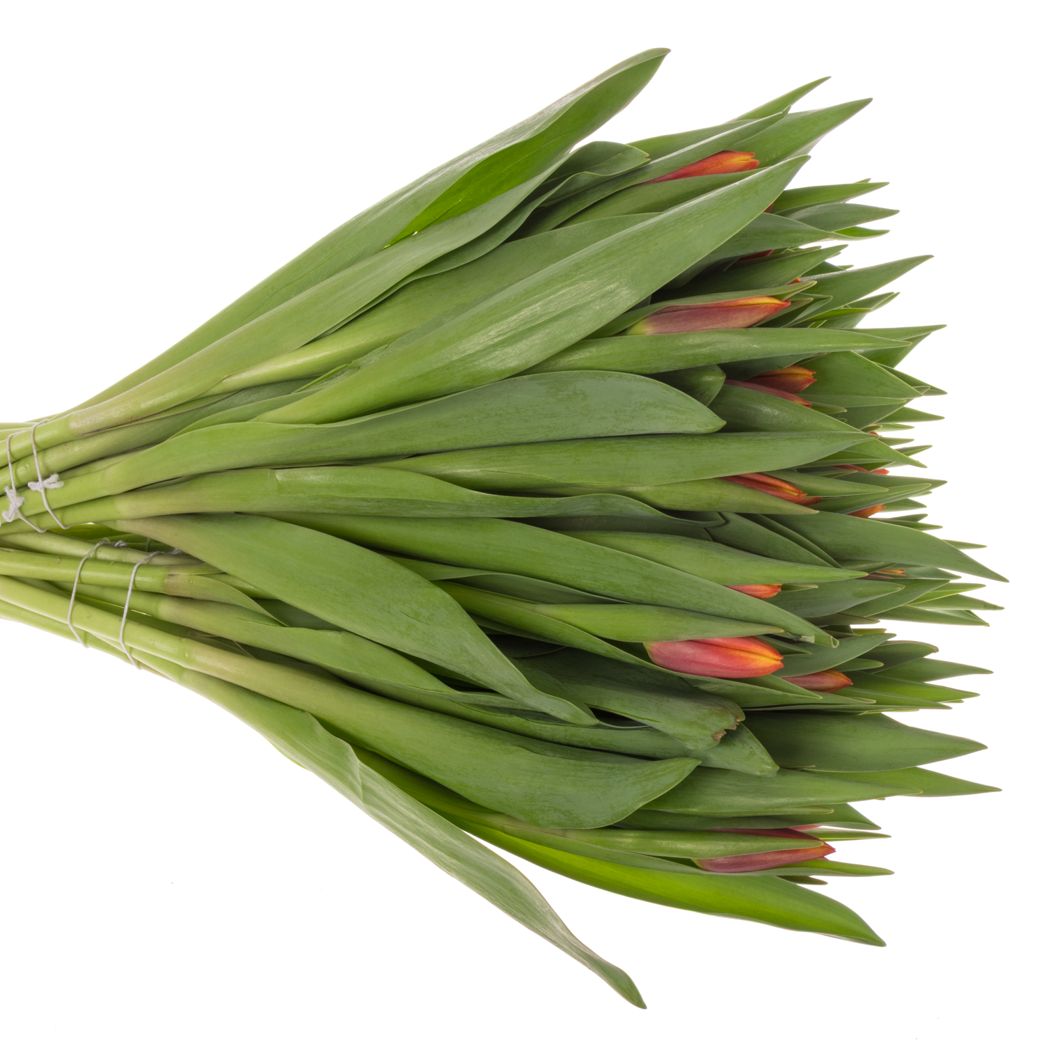 Tulpe rot/gelb Go max 50 Gramm