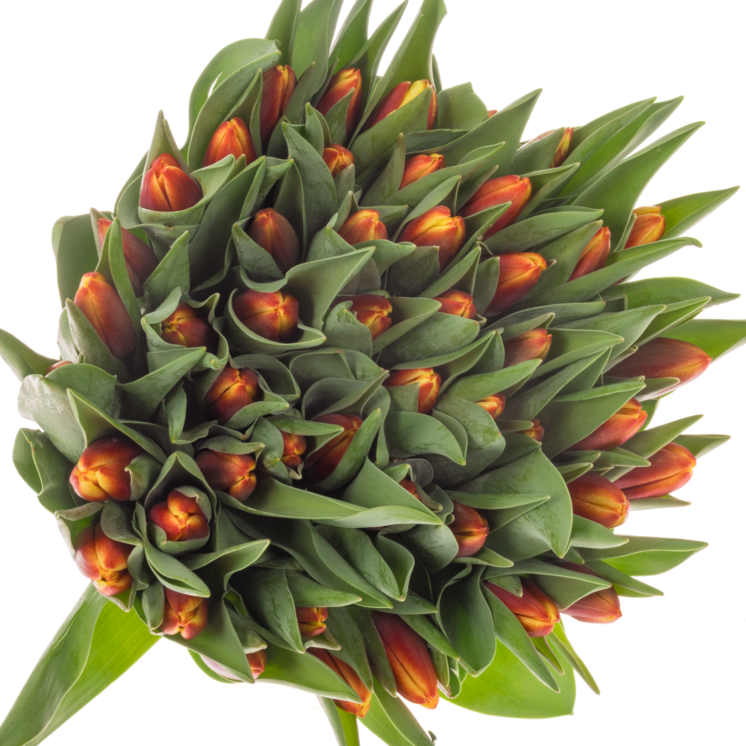 Tulpe rot/gelb Go max 50 Gramm